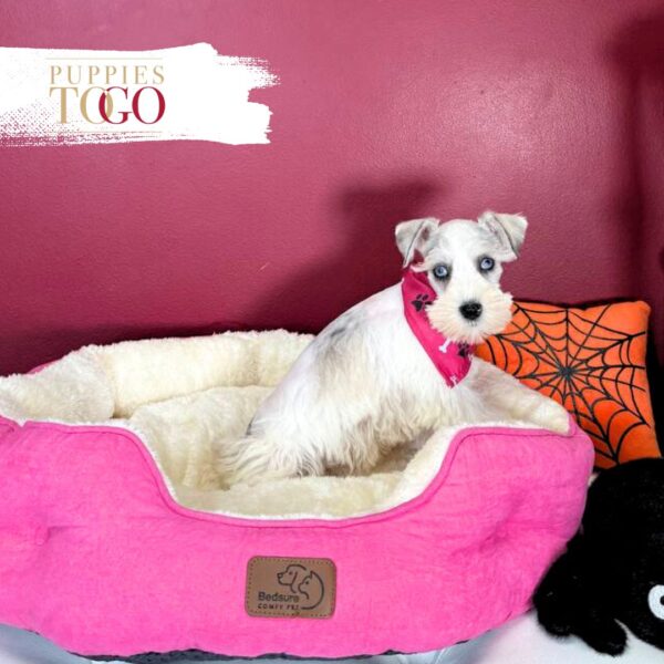 Mini Schnauzer puppies for sale Miami F White/Chocolate Merle #1231 - Image 3