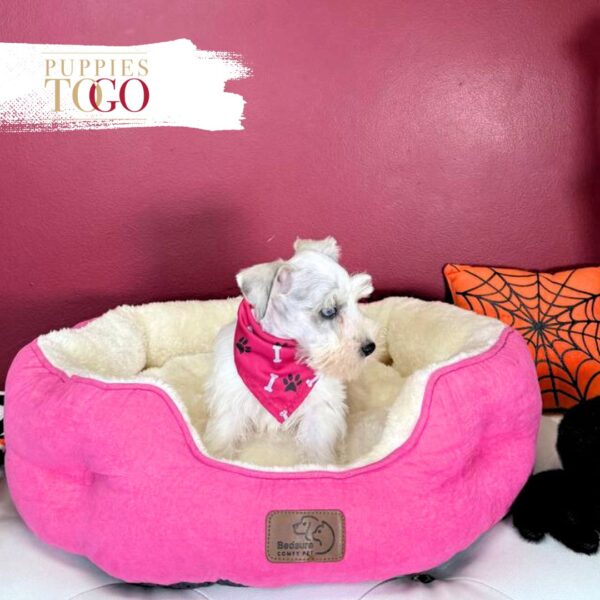 Mini Schnauzer puppies for sale Miami F White/Chocolate Merle #1231 - Image 4