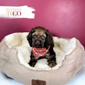 Cockapoo Puppies M Chocolate #0334