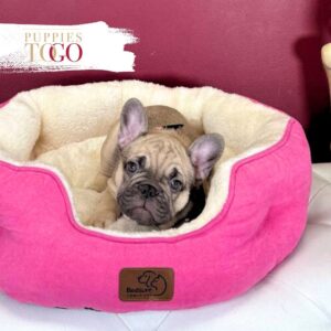 French bulldog #900263001658029