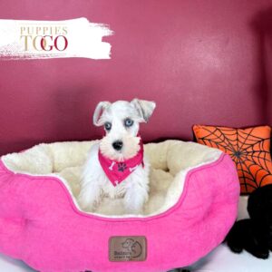 Mini Schnauzer puppies for sale Miami F White/Chocolate Merle #1231