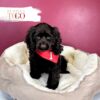 Cocker Spaniel Puppies Miami M Chocolate #5250 - Image 3