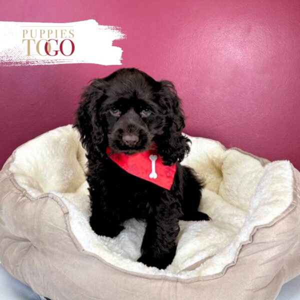 Cocker Spaniel Puppies Miami M Chocolate #5250 - Image 3