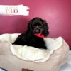 Cocker Spaniel Puppies Miami M Chocolate #5250 - Image 2