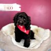 Cocker Spaniel Puppies Miami M Chocolate #5250