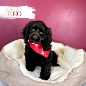Cocker Spaniel Puppies Miami M Chocolate #5250