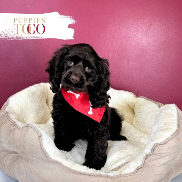 Cocker Spaniel Puppies Miami M Chocolate #5250