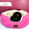 Cocker Spaniel Companion Puppies F Chocolate #5258 - Image 3