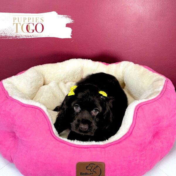 Cocker Spaniel Companion Puppies F Chocolate #5258 - Image 2