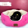 Cocker Spaniel Companion Puppies F Chocolate #5258