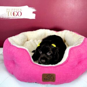 Cocker Spaniel Companion Puppies F Chocolate #5258