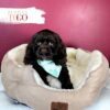 Cocker Spaniel Puppies For Sale Miami M Chocolate #5260