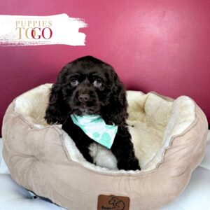 Cocker Spaniel Puppies For Sale Miami M Chocolate #5260