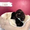 Cocker Spaniel Puppies For Sale Miami M Chocolate #5260 - Image 2