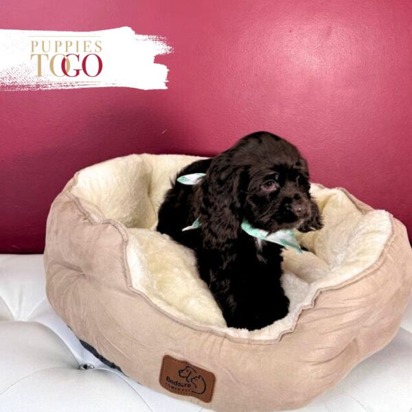 Cocker Spaniel Puppies For Sale Miami M Chocolate #5260 - Image 3