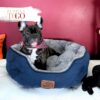 French Bulldog Puppies Sale Miami