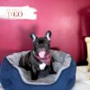 French Bulldog Puppies Sale Miami