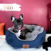 French Bulldog Puppies Sale Miami