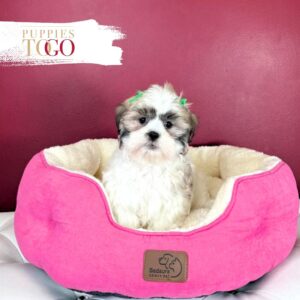 Shihtzu Puppies for sale Miami