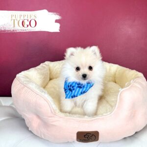 Pomeranian puppies sale Miami