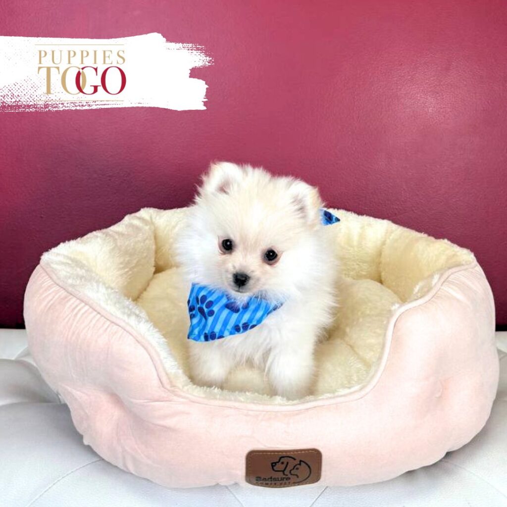 Pomeranian puppies sale Miami