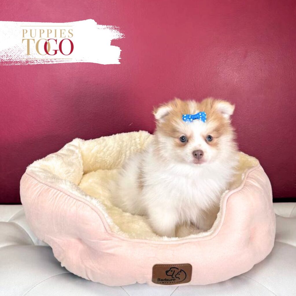 Pomeranian puppies sale Miami