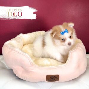 Pomeranian puppies sale Miami