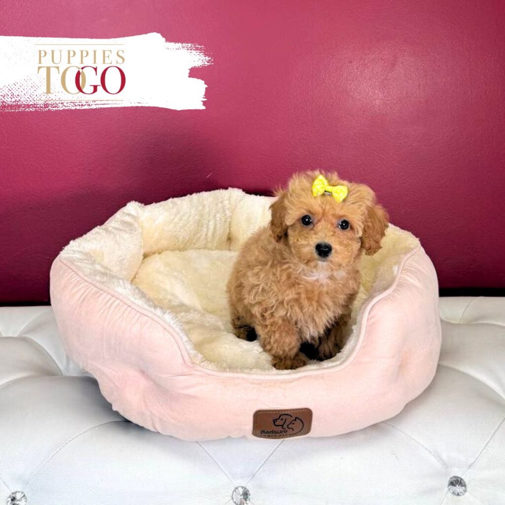 Bichapoo Puppies Sale in Miami