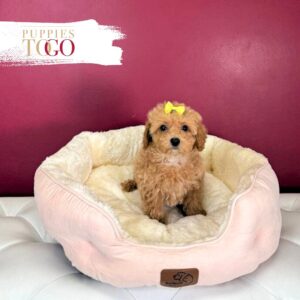 Bichapoo Puppies Sale in Miami