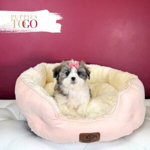 Malshih Meet Your Perfect puppies