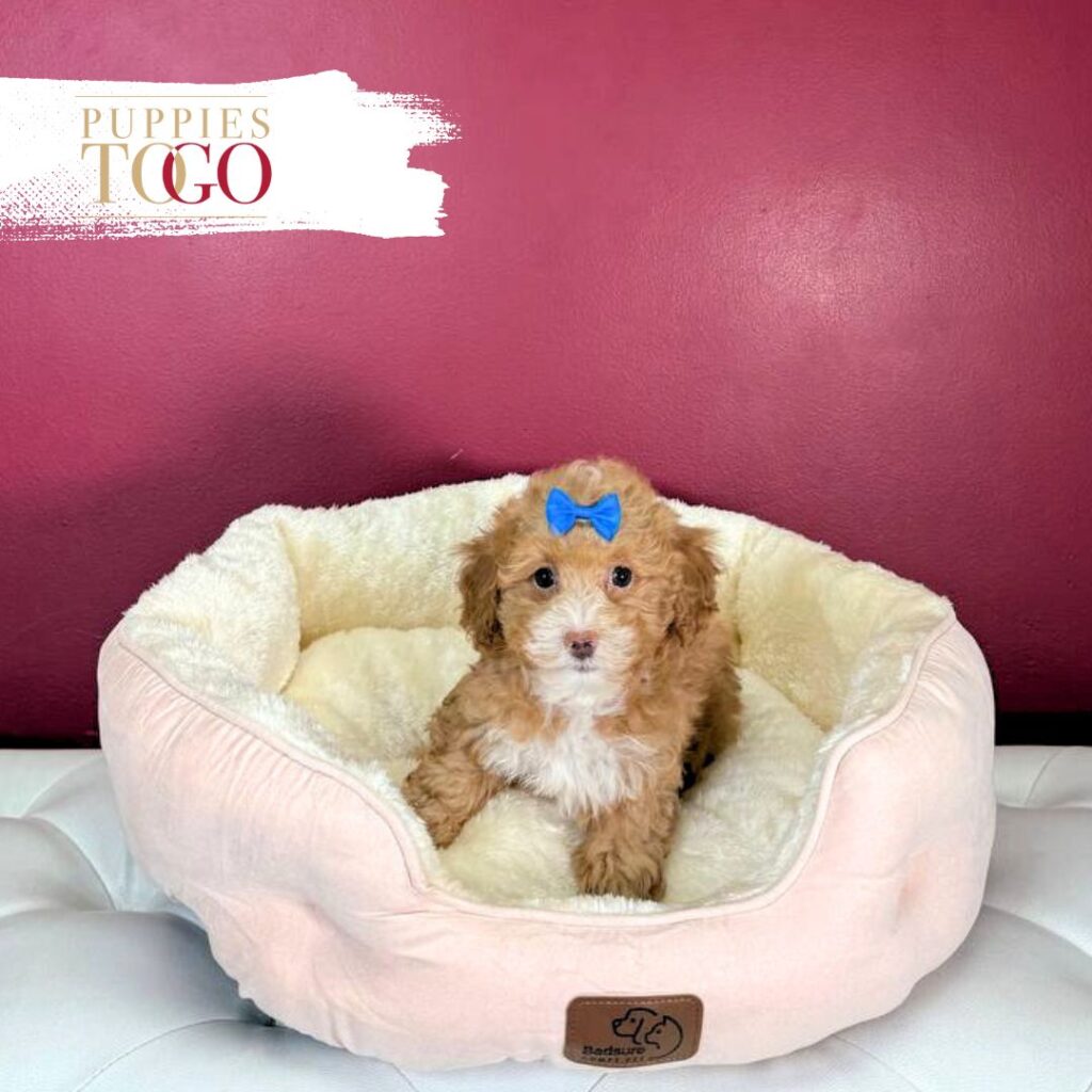 Poodle Puppies for Sale