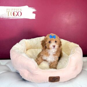 Poodle Puppies for Sale
