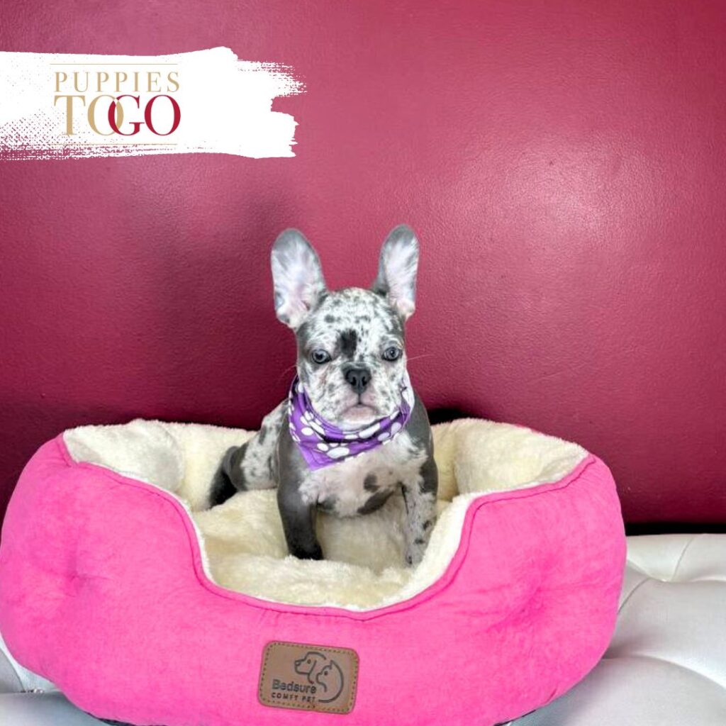 French Bulldog Puppies Have Arrived in Miami