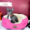 French Bulldog Puppies Miami for sale