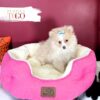 Pomeranian Puppies Miami F Fawn/White #2254