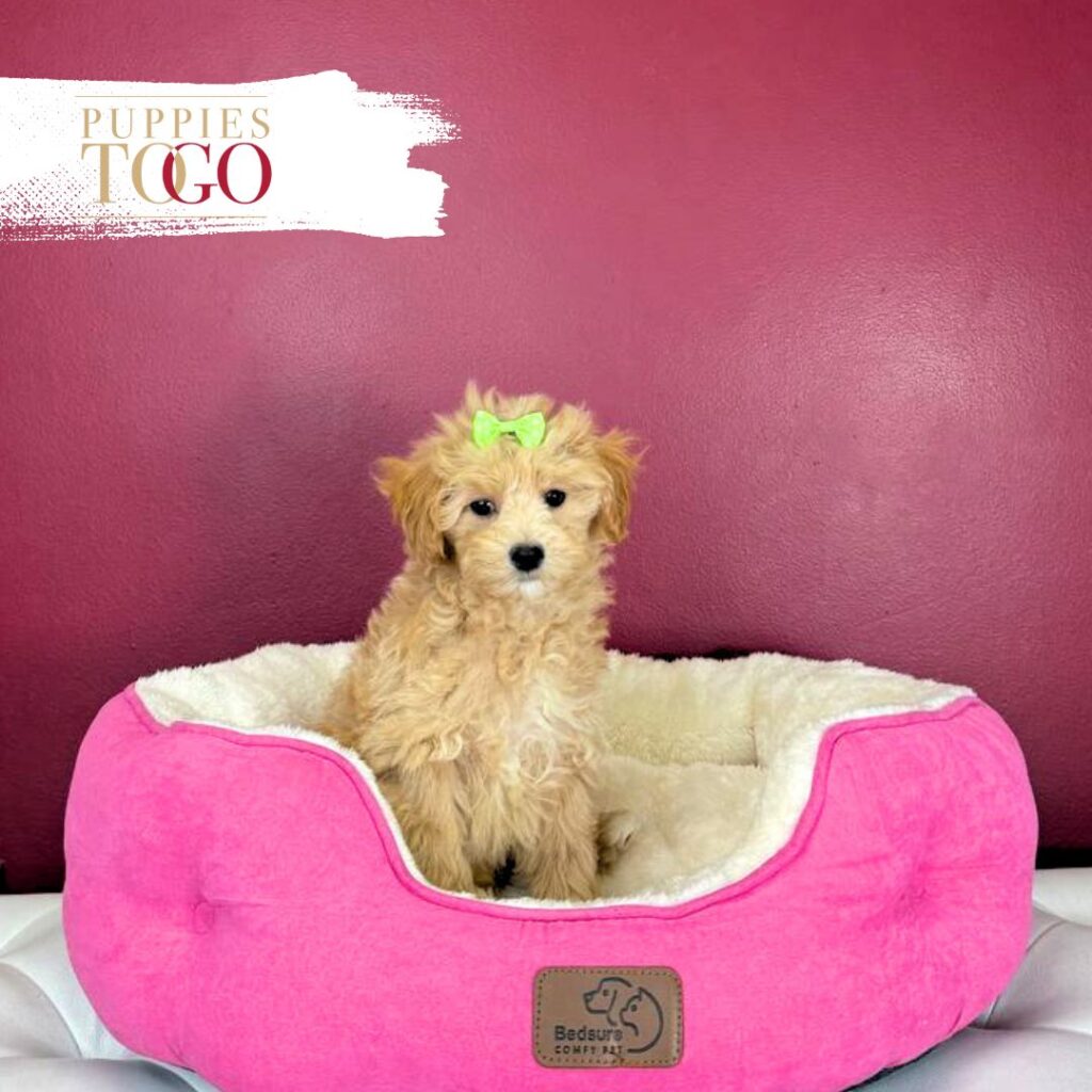 Maltipoo Puppies Sale in Miami