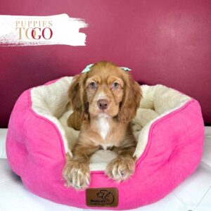 Cocker Spaniel Companion Puppies