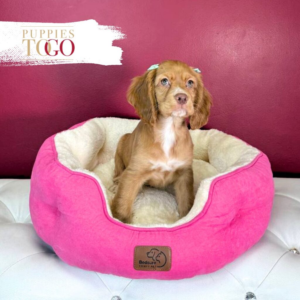 Cocker Spaniel Companion Puppies