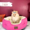Pomeranian puppies sale Miami F Fawn #4576