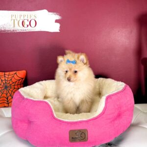 Pomeranian puppies sale Miami F Fawn #4576