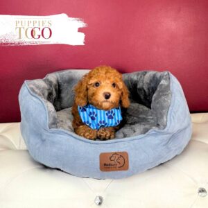 Poodle Puppies for Sale