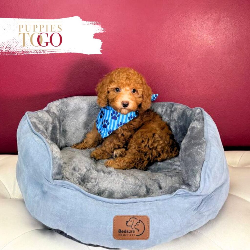 Poodle Puppies for Sale