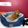 Poodle Puppies for Sale M Red #9941