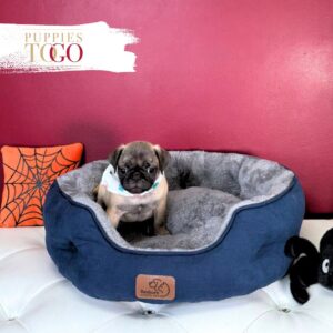 Pug Puppies for Sale