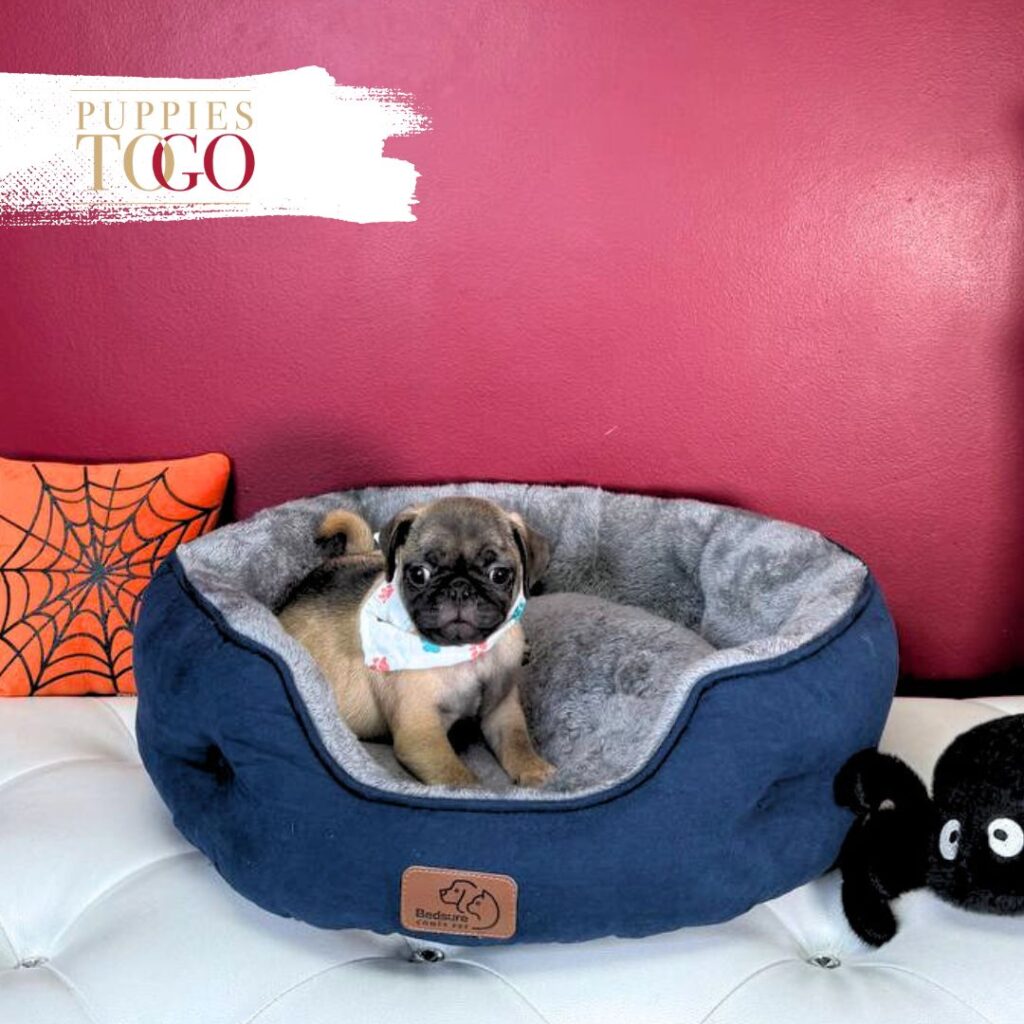 Pug Puppies for Sale