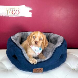 Cocker Spaniel Puppies For Sale Miami