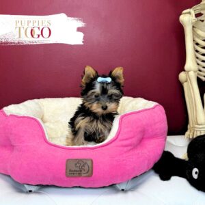 Yorkshire Terrier Puppies Sale Miami F Blue/Gold #2024