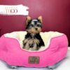 Yorkshire Terrier Puppies Sale Miami F Blue/Gold #2024 - Image 3