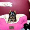 Yorkshire Terrier Puppies Sale Miami F Blue/Gold #2024 - Image 2