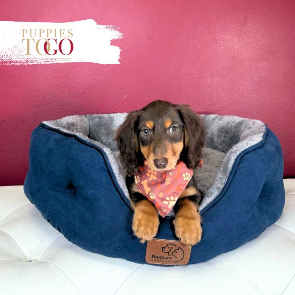 Dashhund puppies for sale miami